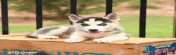 Siberian Husky dogs for sale: Bubbles - Ad 3