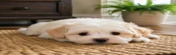 Maltipoo dogs for sale: Lily - Ad 4