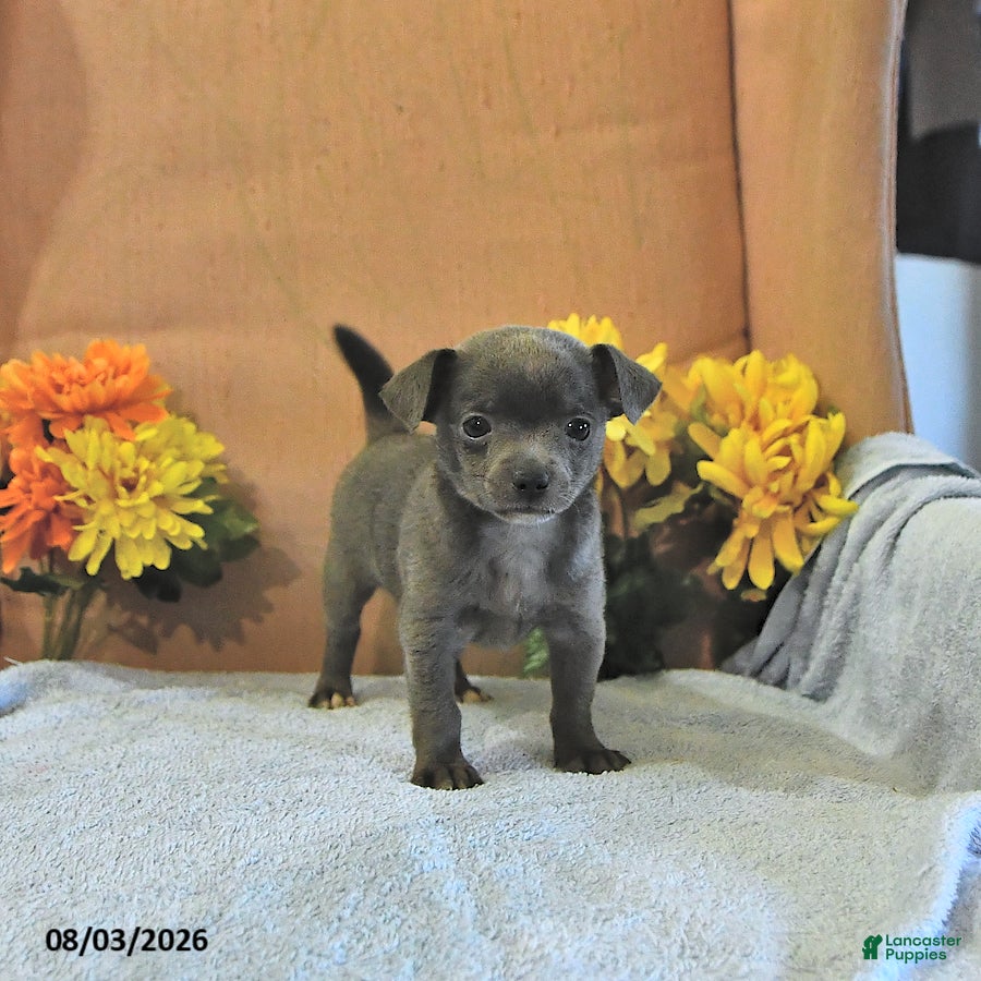 Chihuahua dogs Fritz - Ad 2