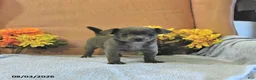 Chihuahua dogs for sale: Fritz - Ad 2
