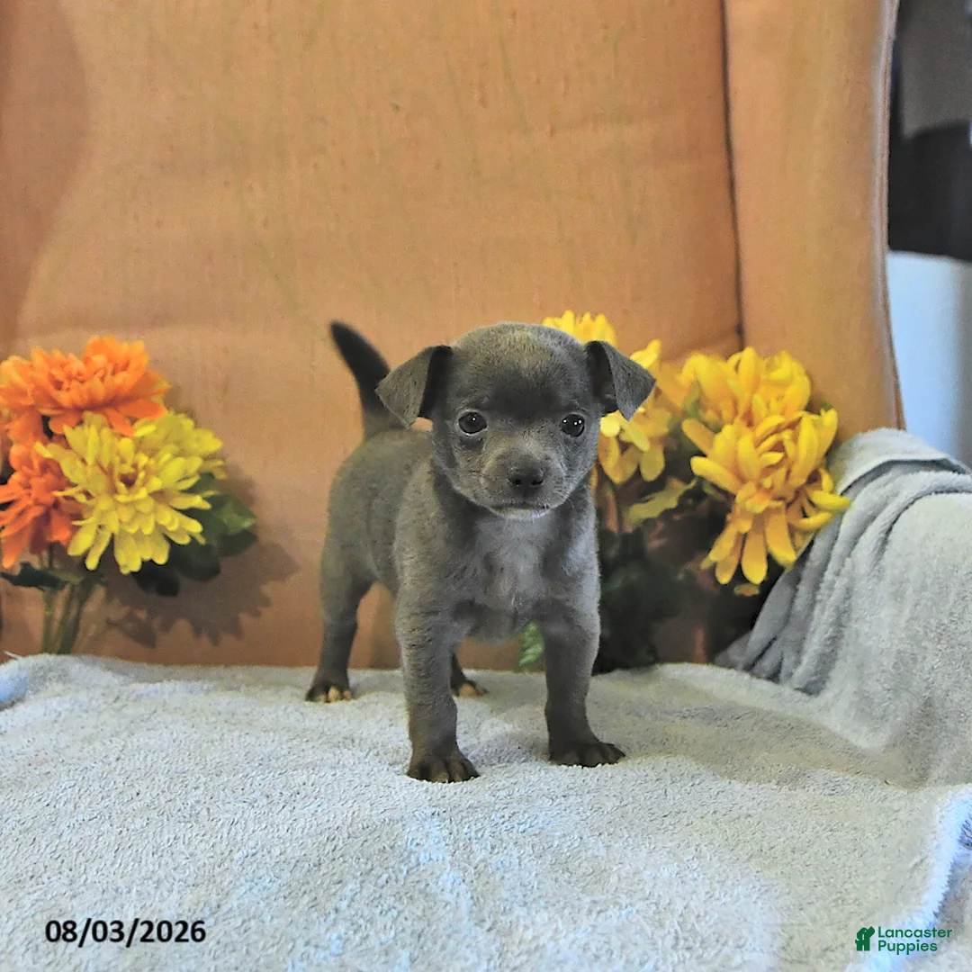 Chihuahua dogs for sale: Fritz - Ad 2