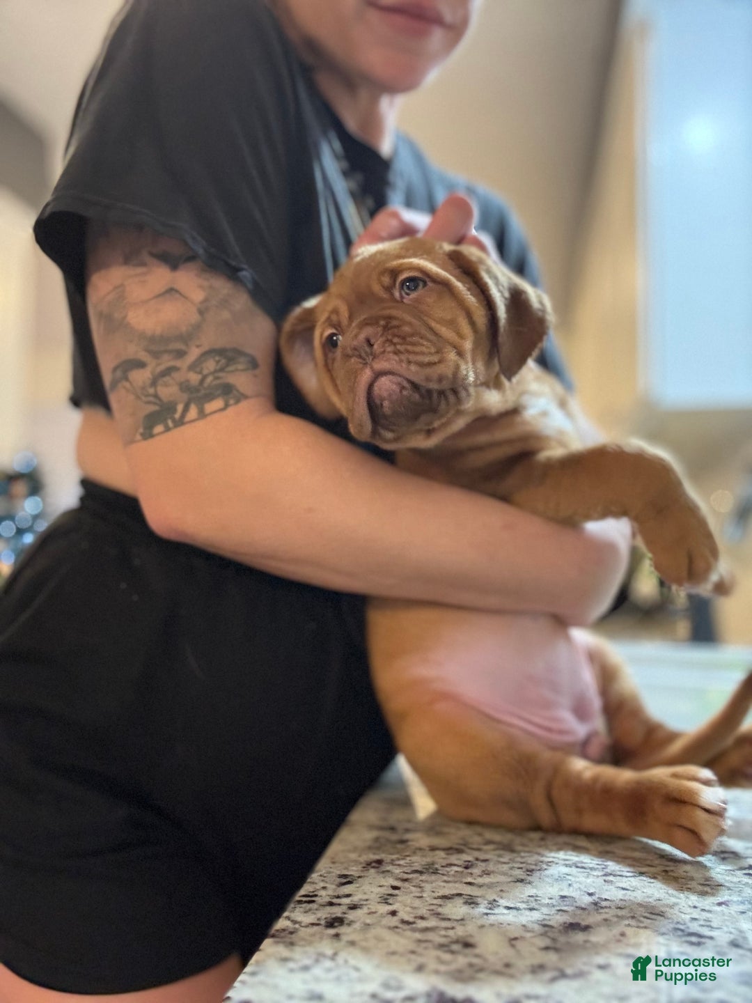 Dogue De Bordeaux dogs for sale: Dogue De Bordeaux Puppy 5 - Ad 2