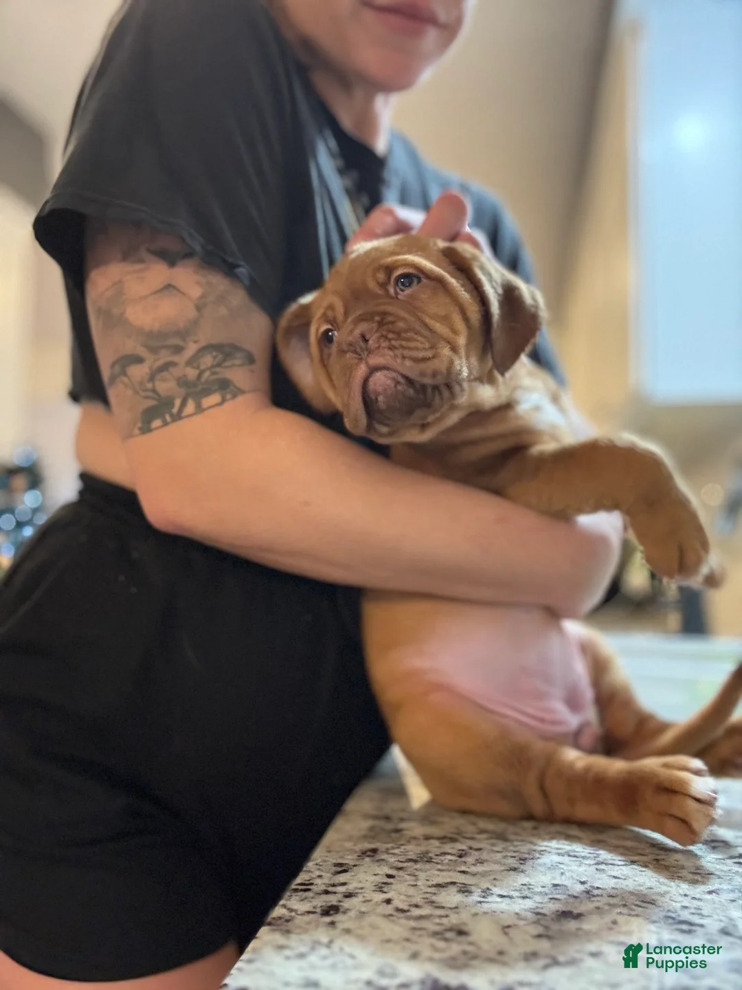 Dogue De Bordeaux dogs for sale: Dogue De Bordeaux Puppy 5 - Ad 30