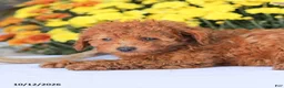 Miniature Poodle dogs for sale: Cathy - Ad 9