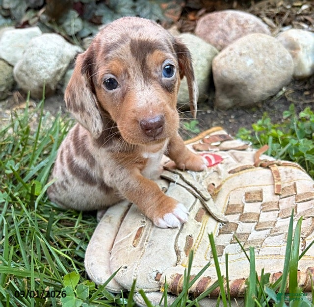 Dachshund dogs Finn - Ad 1