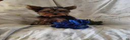 Yorkshire Terrier dogs for sale: Chip - Ad 4