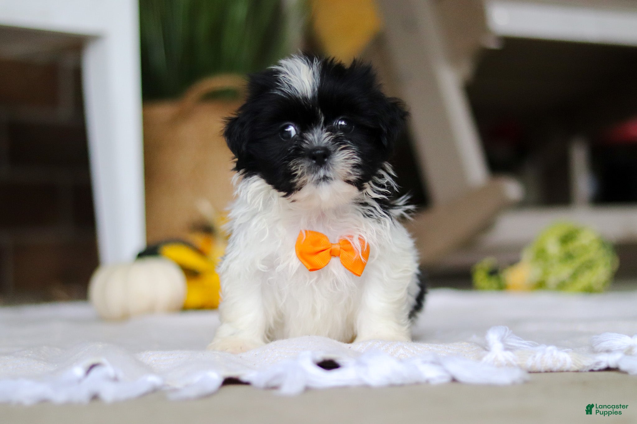 Shih Tzu dogs Waldo - Ad 22