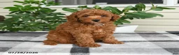 Miniature Poodle dogs for sale: Wyatt - Ad 4