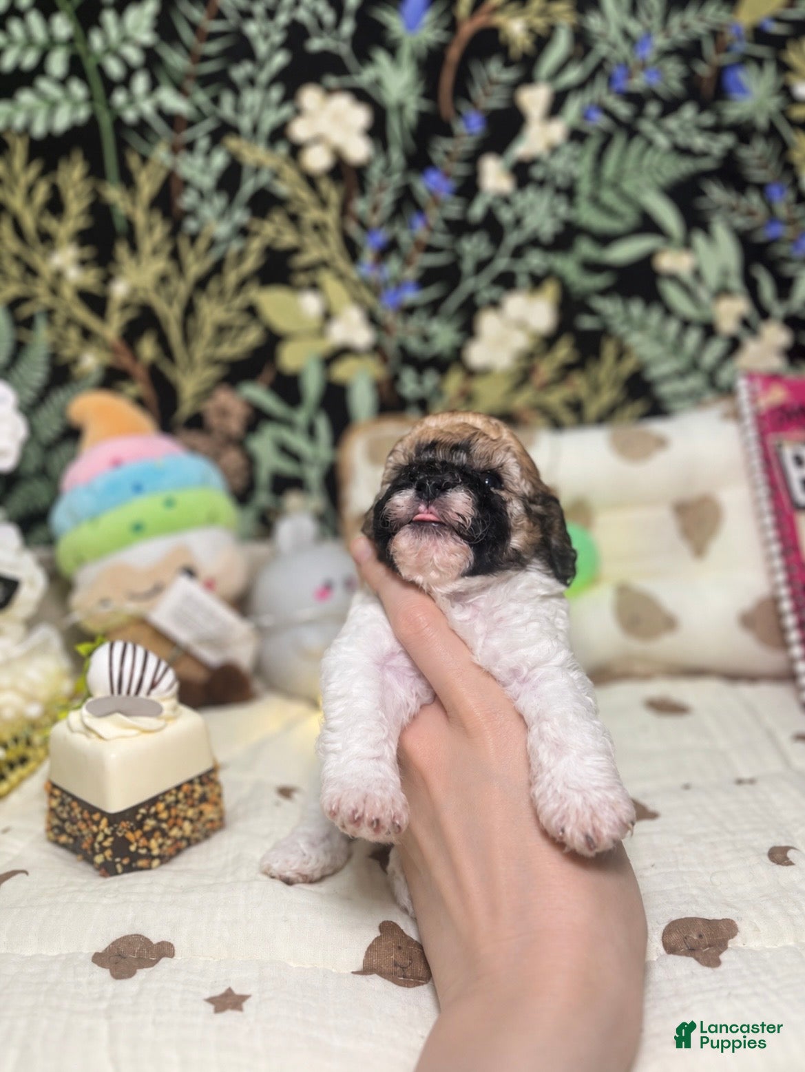 Toy Poodle dogs Gary - Ad 2