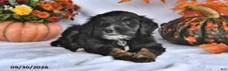 Bernedoodle dogs for sale: Cliff - Ad 3