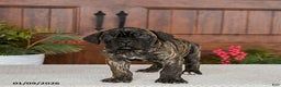 Cane Corso dogs for sale: Tank - Ad 2