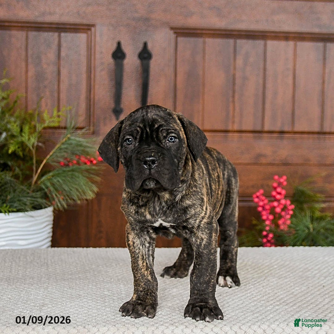 Cane Corso dogs for sale: Tank - Ad 2