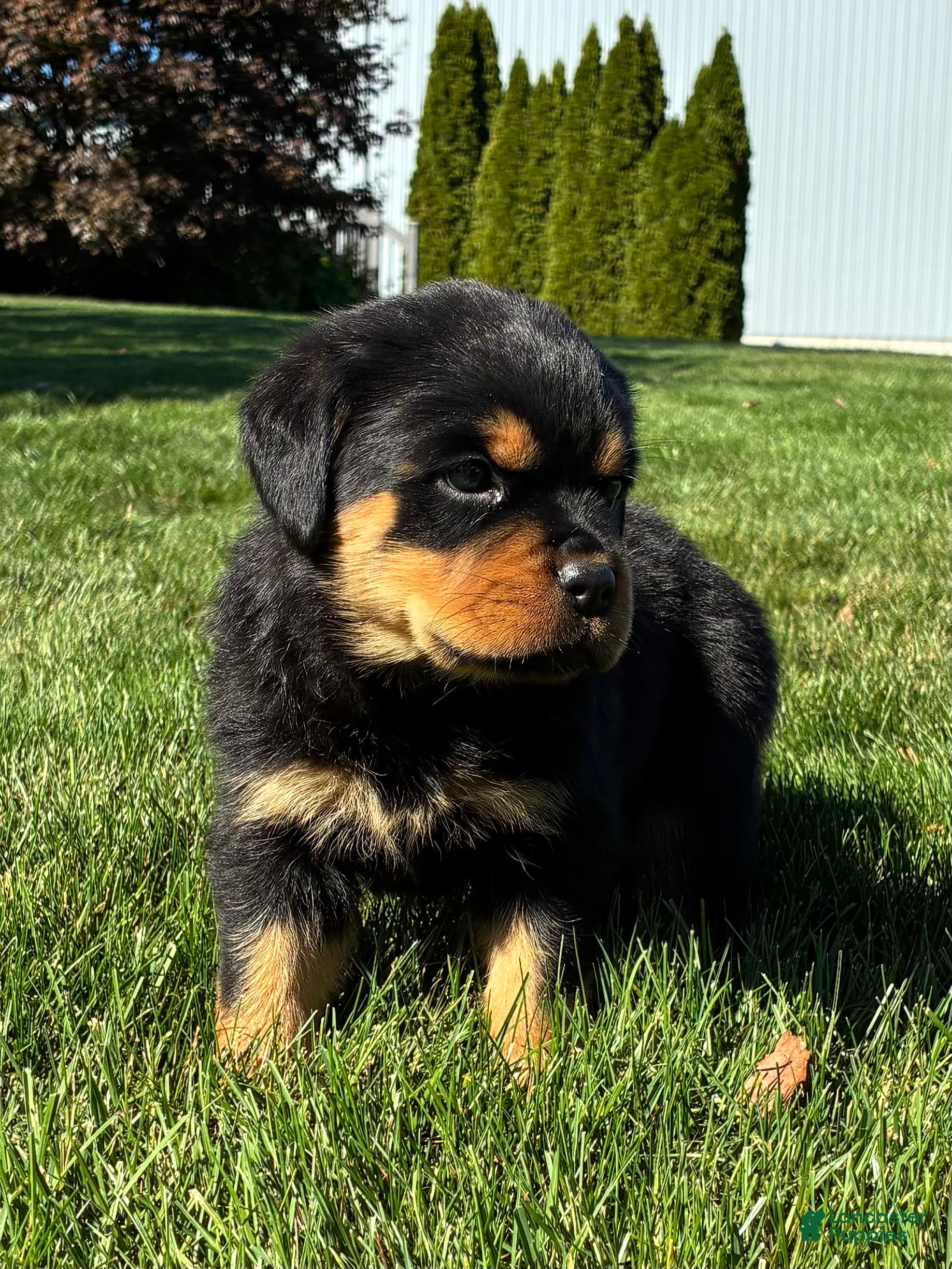 Rottweiler dogs for sale: Raven - Ad 1