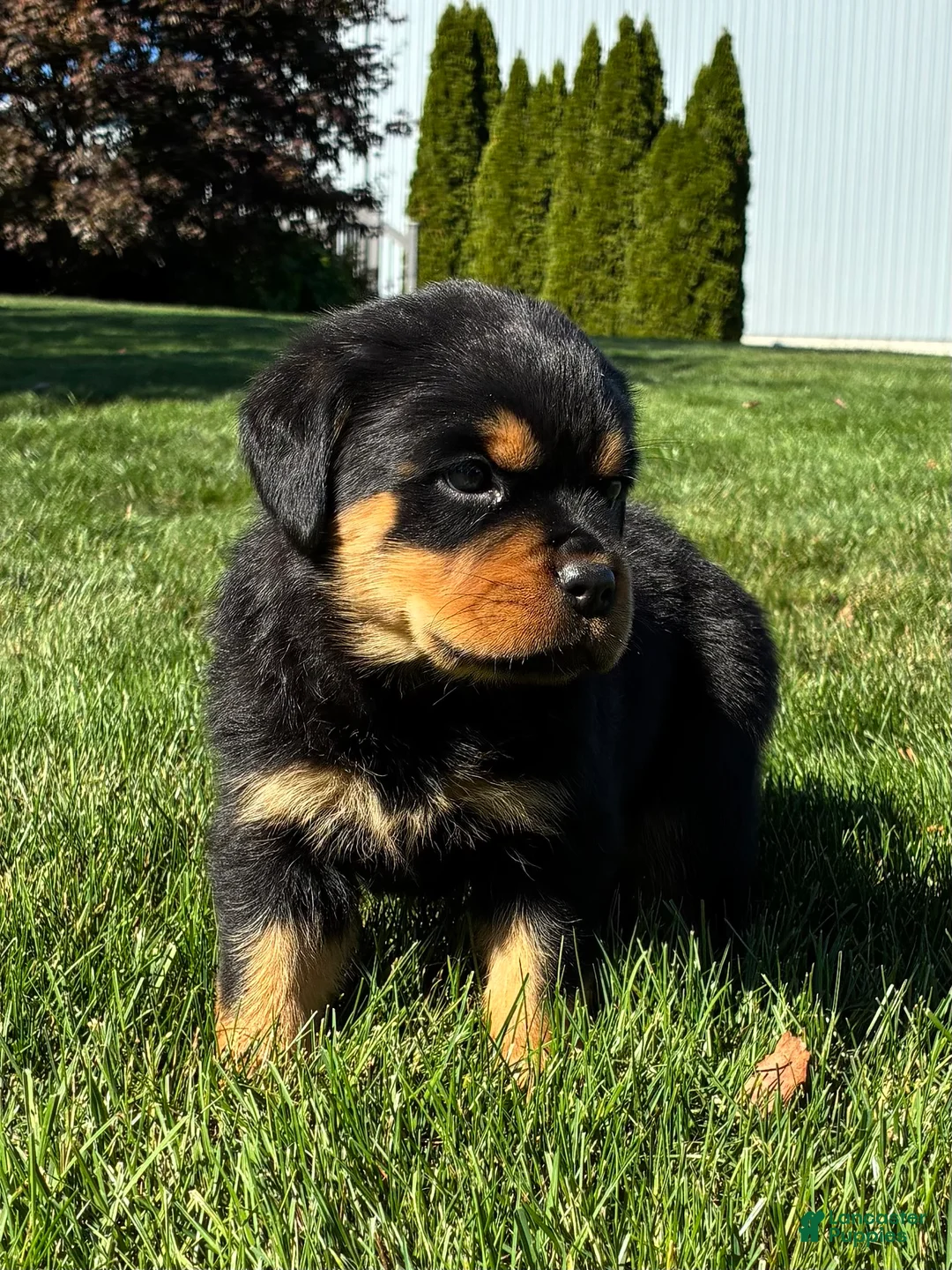 Rottweiler dogs for sale: Raven - Ad 1