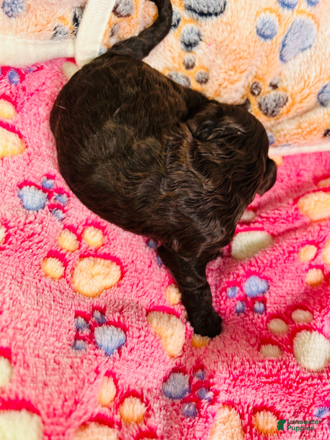 Cavapoo dogs for sale: Noel - Ad 2