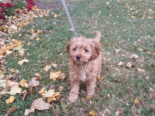 Cavapoo dogs - Ad 28