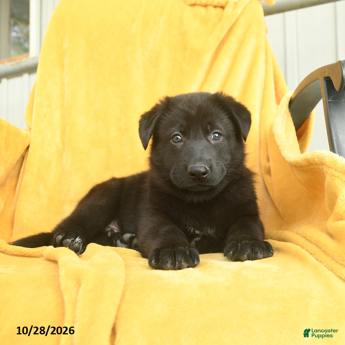 German Shepherd dogs for sale: Nahum  - Ad 1
