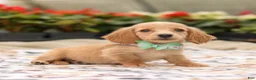 Miniature Dachshund dogs for sale: Huney - Ad 3