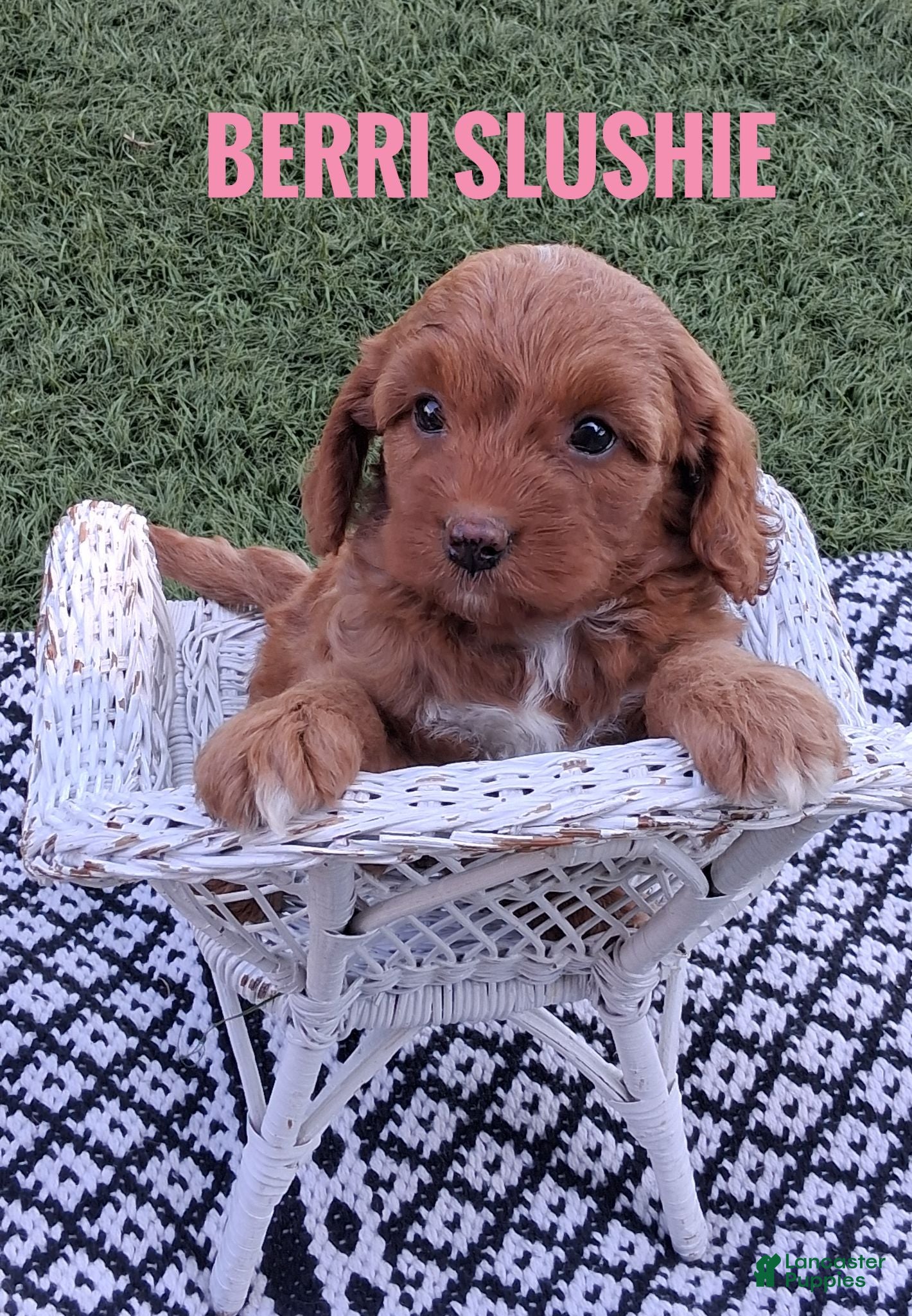 Cavapoo dogs Berri Slushie - Ad 2