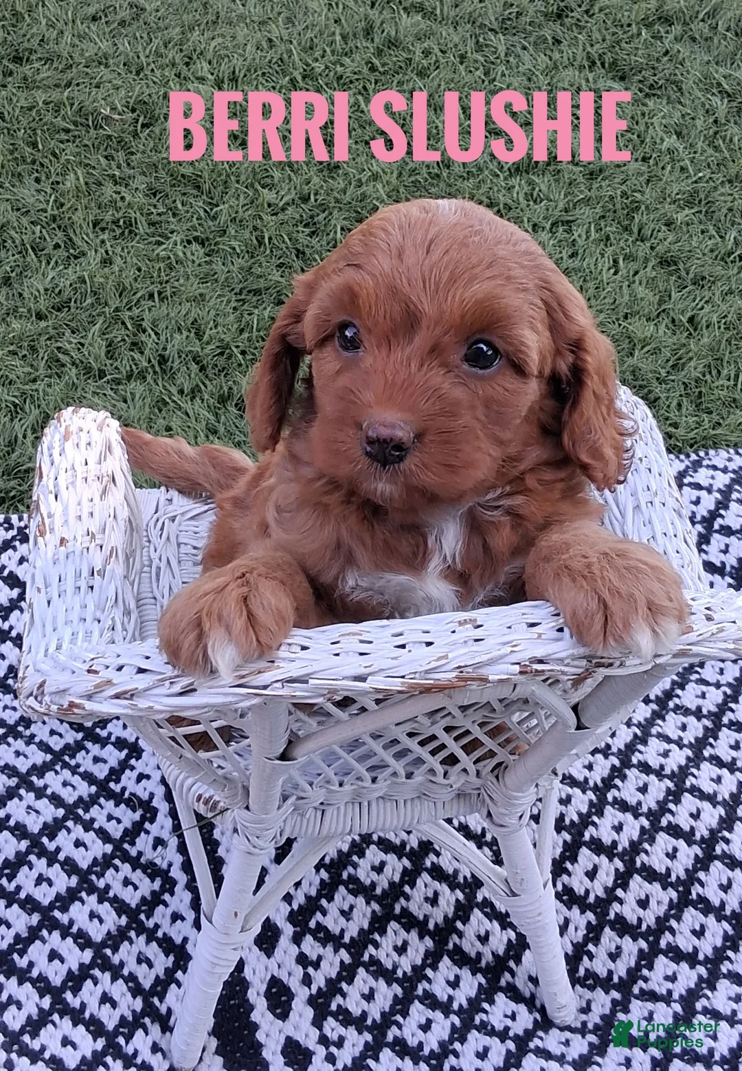 Cavapoo dogs for sale: Berri Slushie - Ad 2