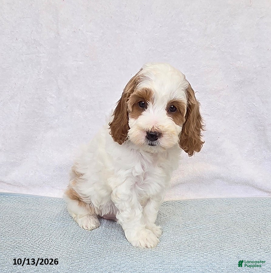 Cavapoo dogs Peaches - Ad 2