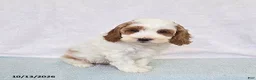 Cavapoo dogs for sale: Peaches - Ad 2