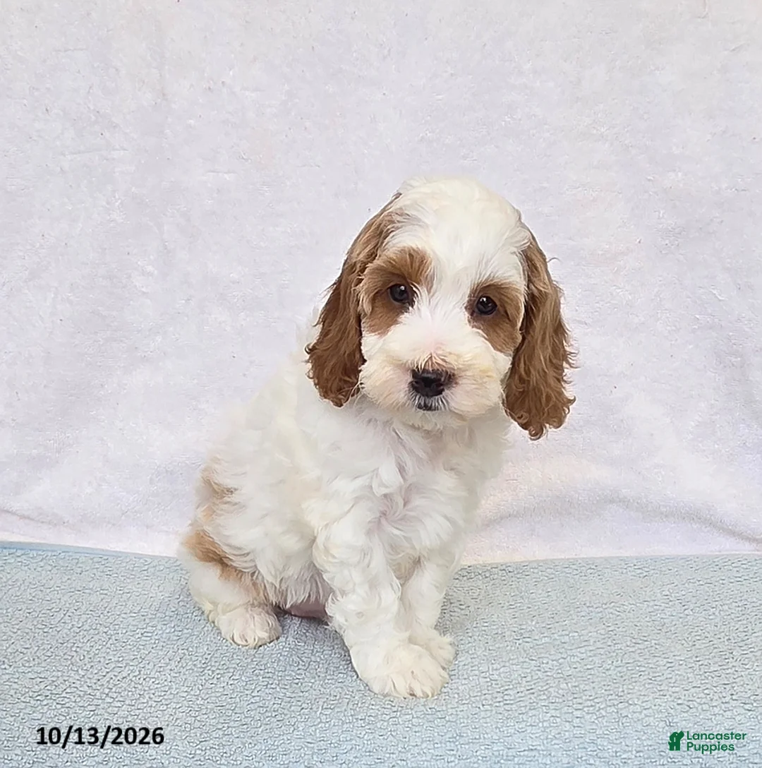 Cavapoo dogs for sale: Peaches - Ad 2