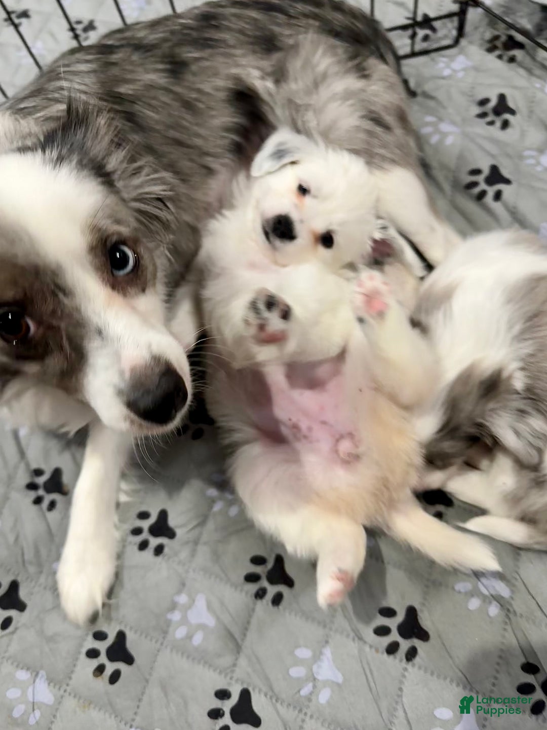 Mixed Breed dogs for sale: Slate - Ad 15