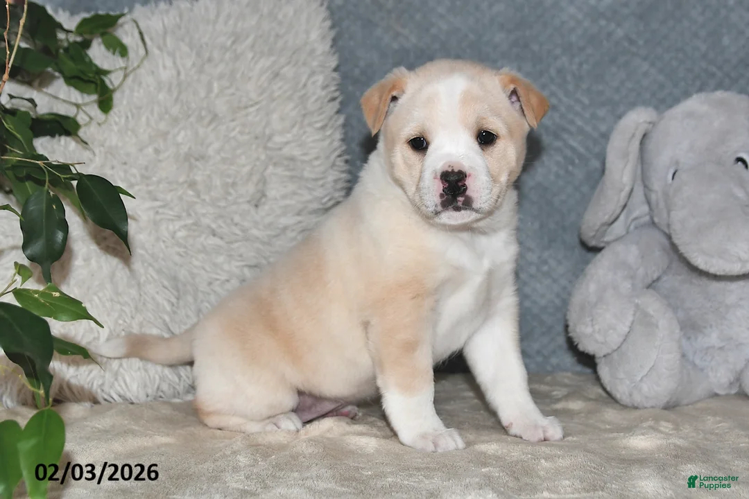 Mixed Breed dogs for sale: Rhonda - Ad 1