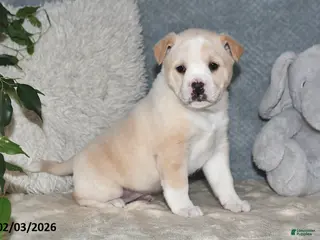 Mixed Breed dogs Rhonda - Ad 14