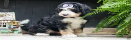 Bernedoodle dogs for sale:  Darla   - Ad 9