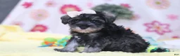 Miniature Schnauzer dogs for sale: Layla - Ad 3