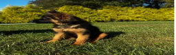 German Shepherd dogs for sale: Baby Blue  - Ad 5