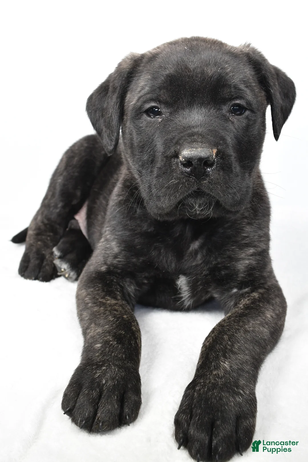 English Mastiff dogs for sale: Badger - Ad 5