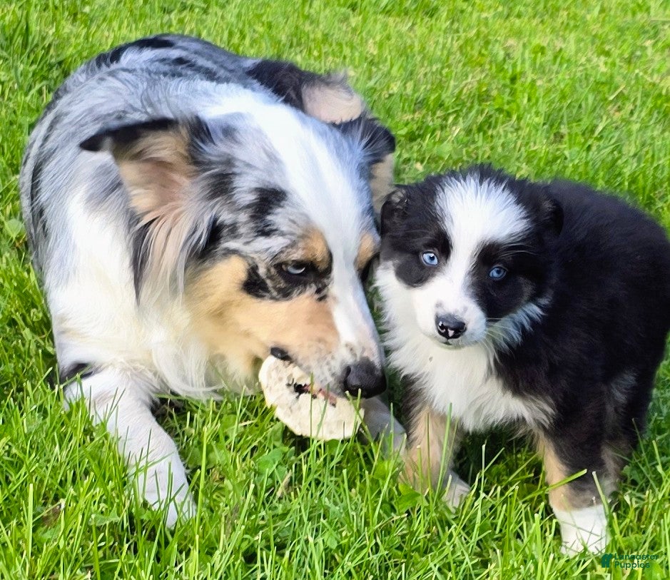 Australian Shepherd dogs Danny - Ad 2