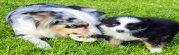 Australian Shepherd dogs for sale: Danny - Ad 2