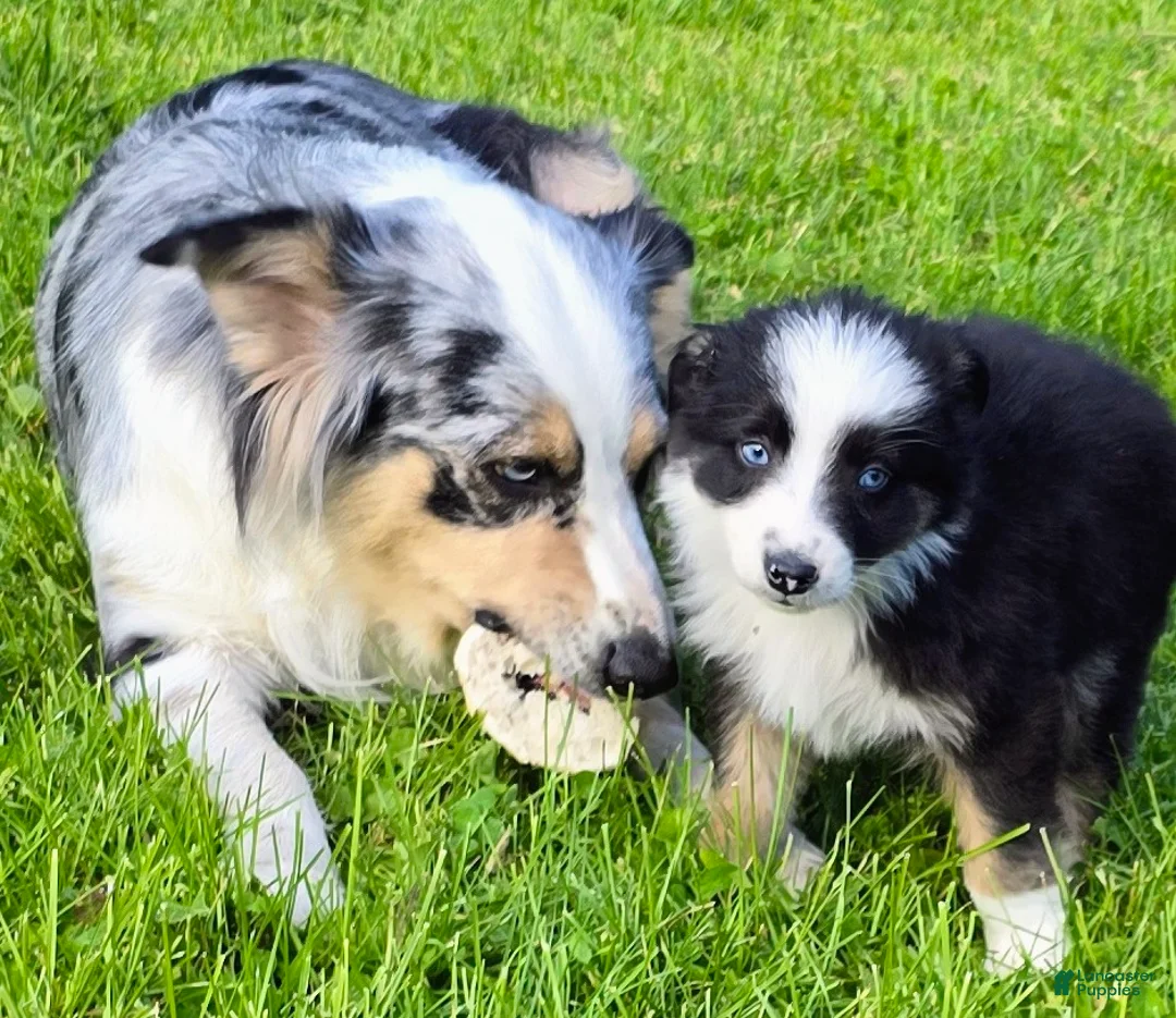 Australian Shepherd dogs for sale: Danny - Ad 2