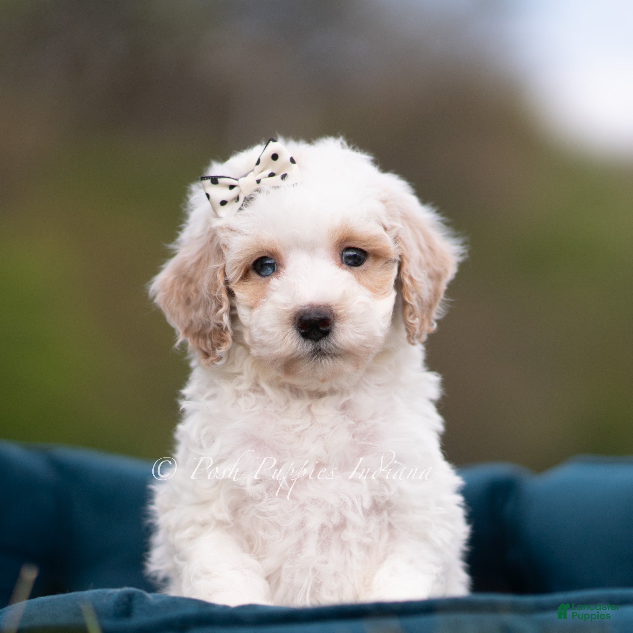 Maltipoo dogs Jasper - Ad 32
