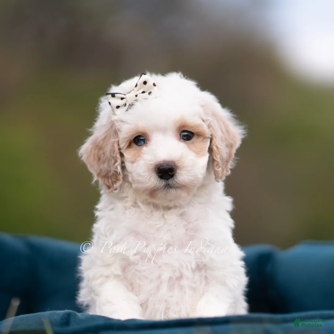 Maltipoo dogs for sale: Jasper - Ad 1