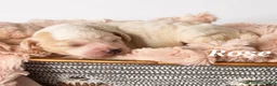 Mixed Breed dogs for sale: Rose - Ad 1