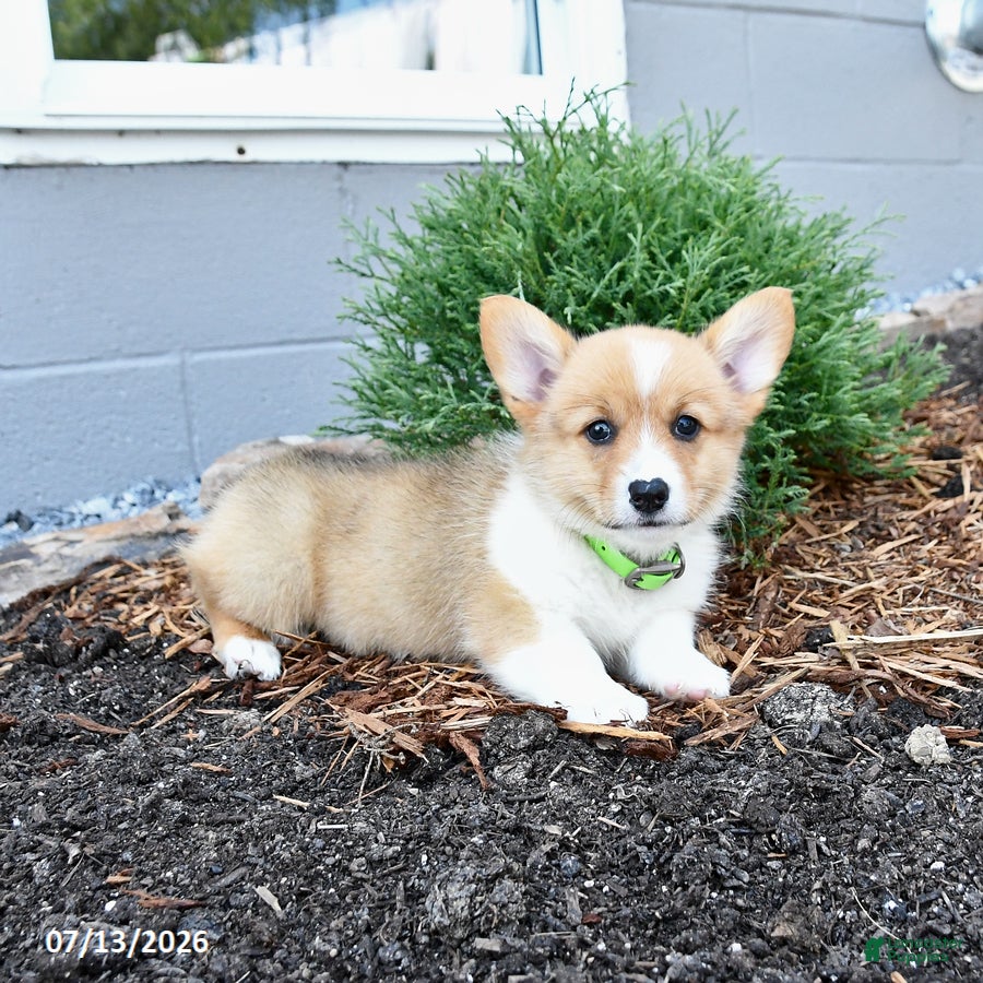 Welsh Corgi Pembroke dogs Pretzle - Ad 2