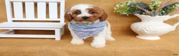 Cavapoo dogs for sale: Nicholas - Ad 2