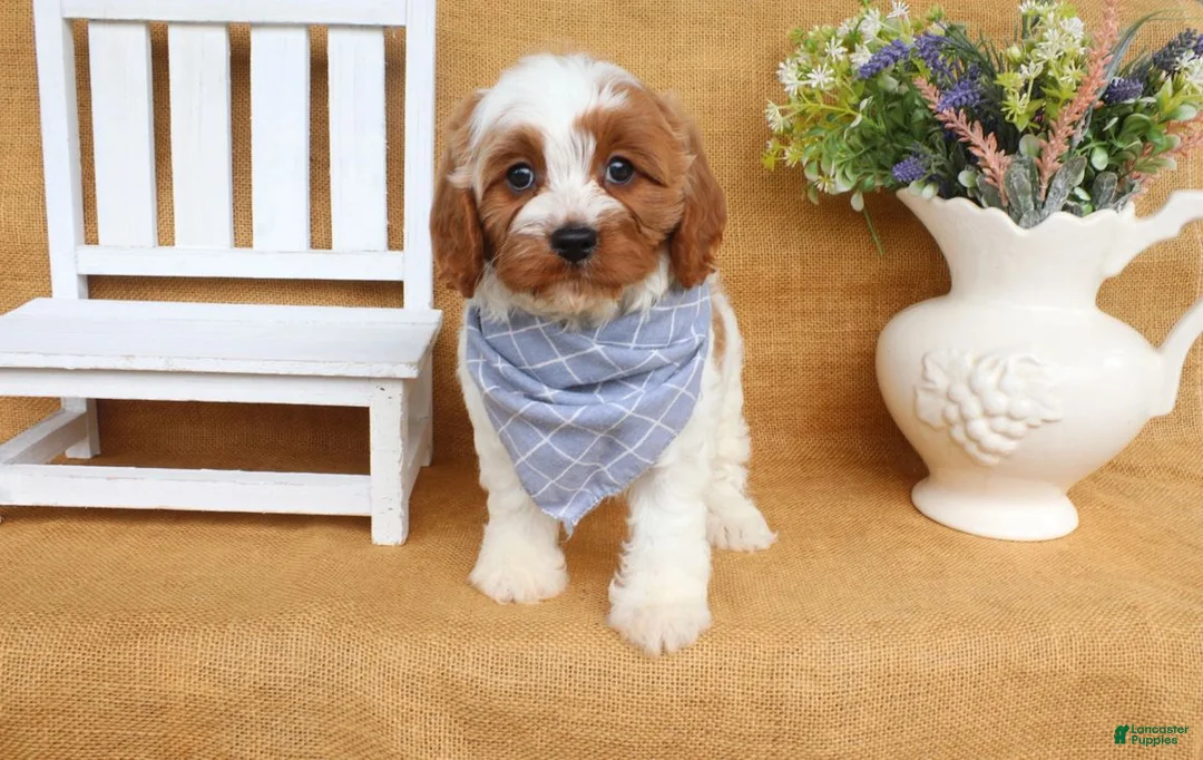 Cavapoo dogs for sale: Nicholas - Ad 2