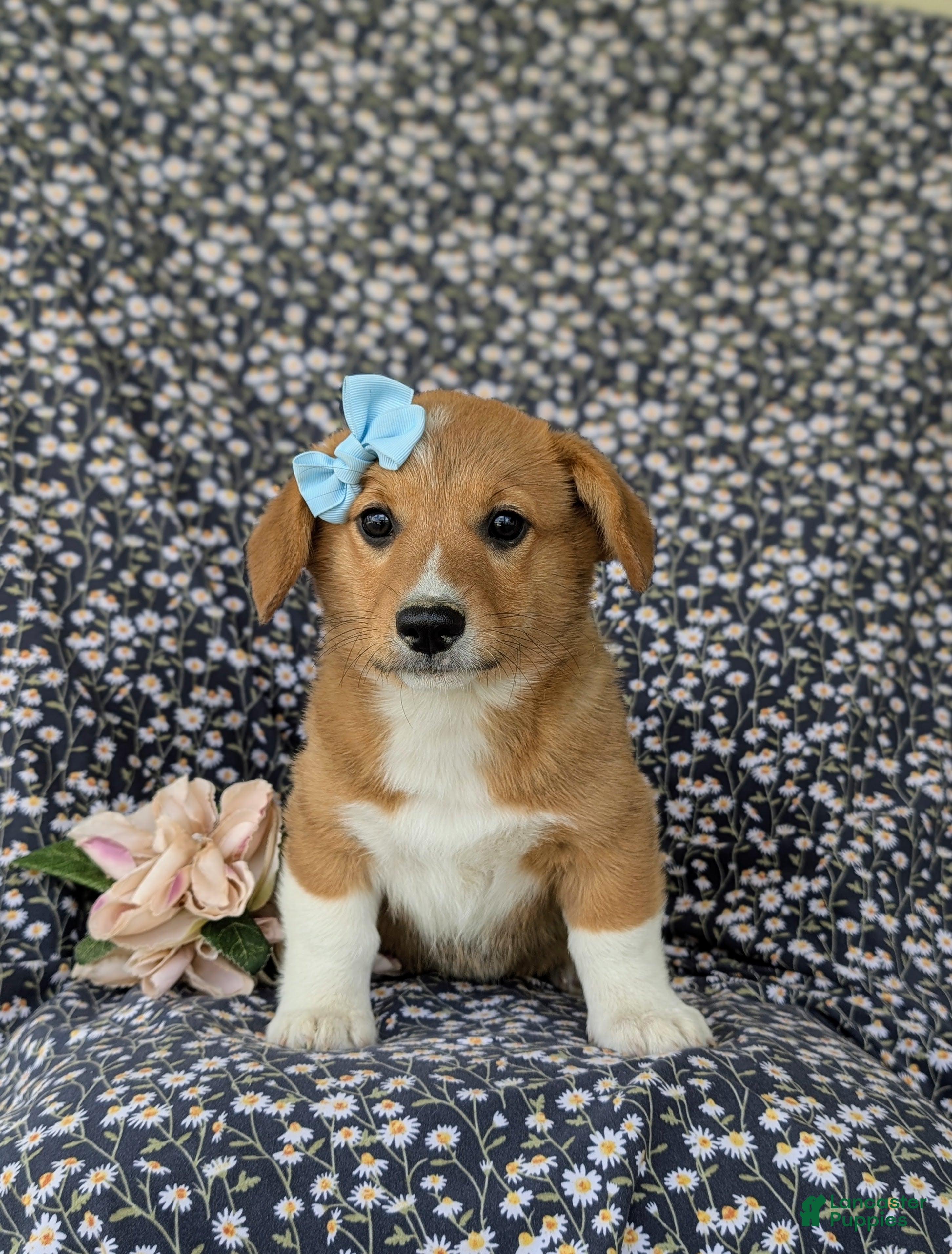 Welsh Corgi Pembroke dogs Maxie AKC Registered - Ad 2