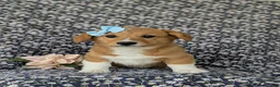 Welsh Corgi Pembroke dogs for sale: Maxie AKC Registered - Ad 2
