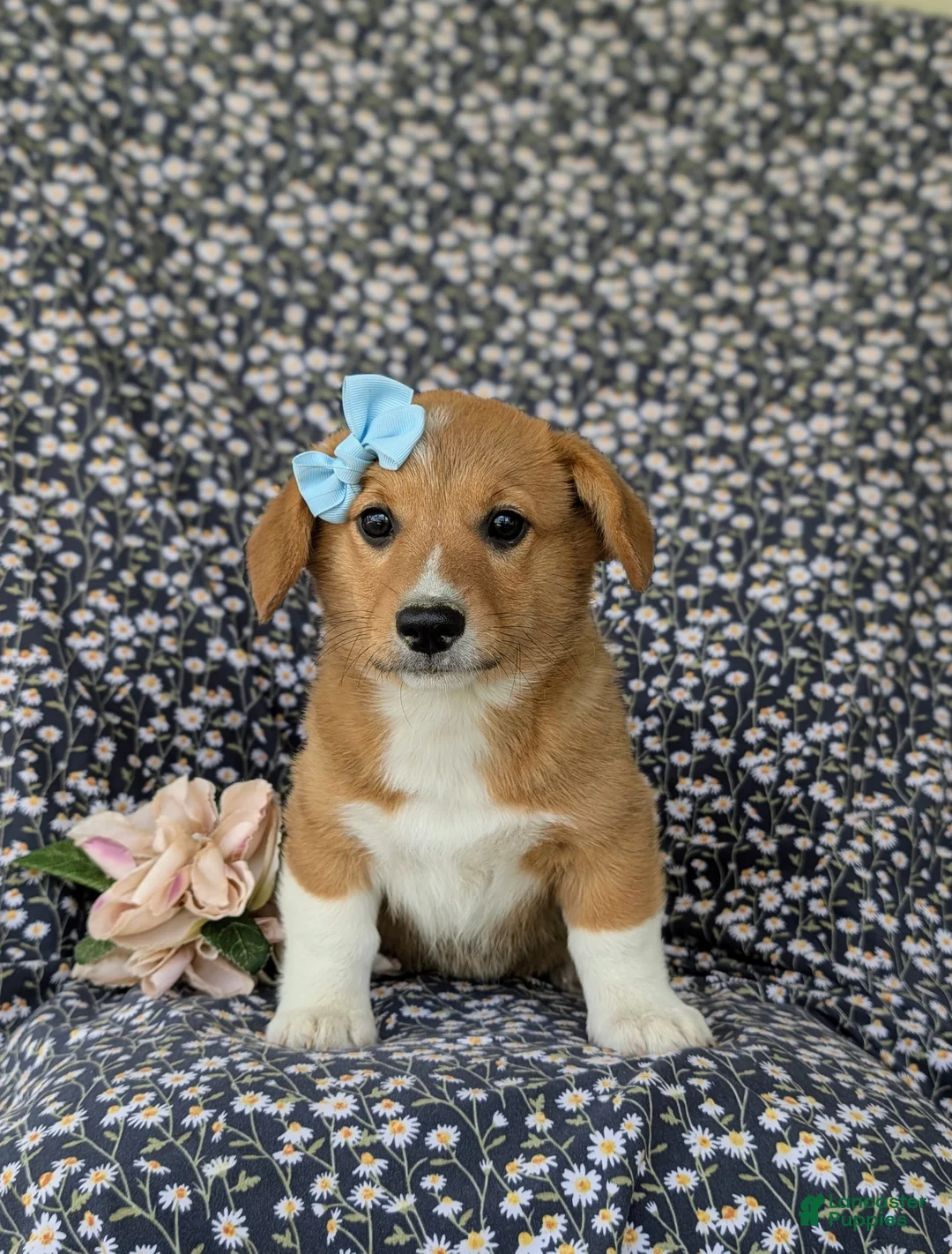 Welsh Corgi Pembroke dogs for sale: Maxie AKC Registered - Ad 2