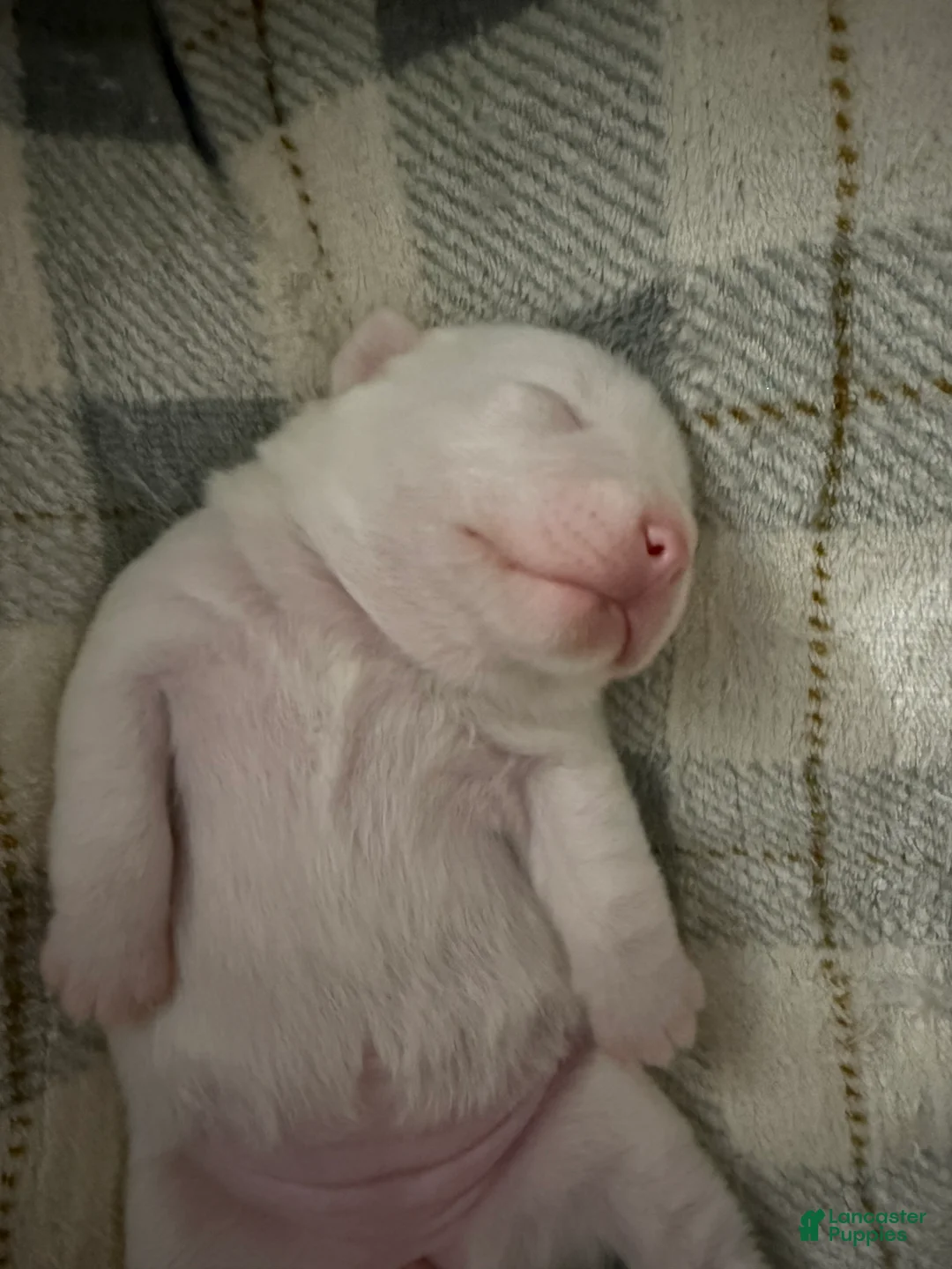 Mixed Breed dogs for sale: Winter - Ad 3