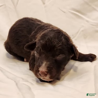 Mini Aussiedoodle dogs for sale: Pluto_Male Red Tuxedo - Ad 6