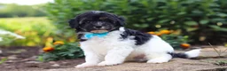 Havapoo dogs for sale: Joey - Ad 6