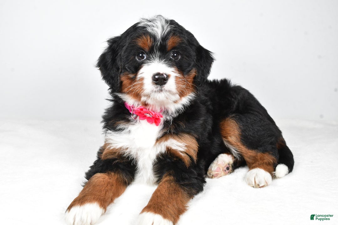 Mini Bernedoodle dogs for sale: Annabell - Ad 1